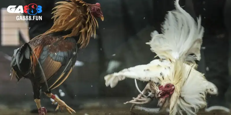 Chiến thắng nhờ chọn đúng gà lai chọi sọc