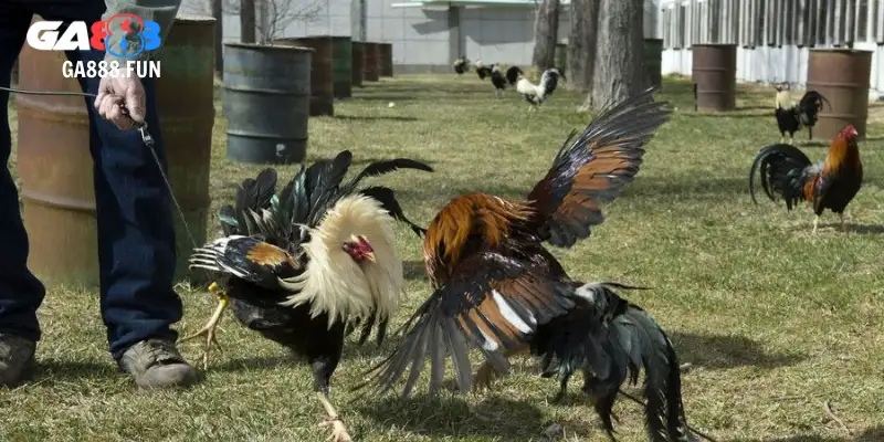 Đá gà CPC1 trận đấu hấp dẫn