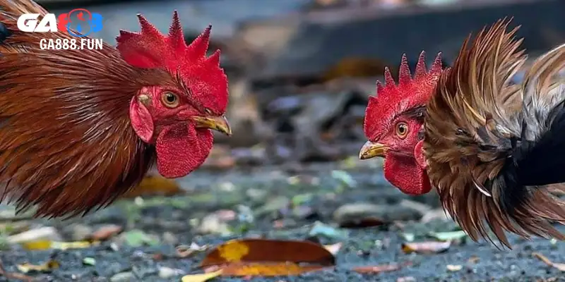 Hướng dẫn đăng ký gà đá chợ tốt nhanh chóng