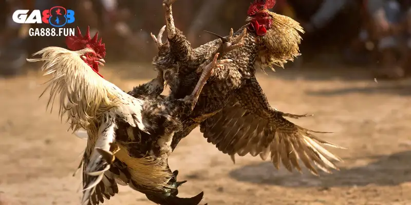 Lợi ích bất ngờ khi tham gia gà đá chợ tốt