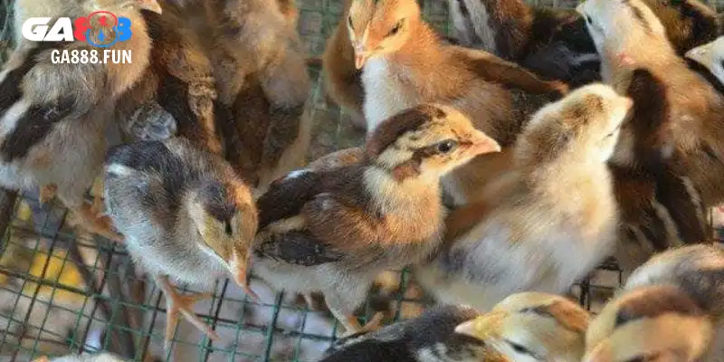 Gà lai chọi sọc có gì đặc biệt