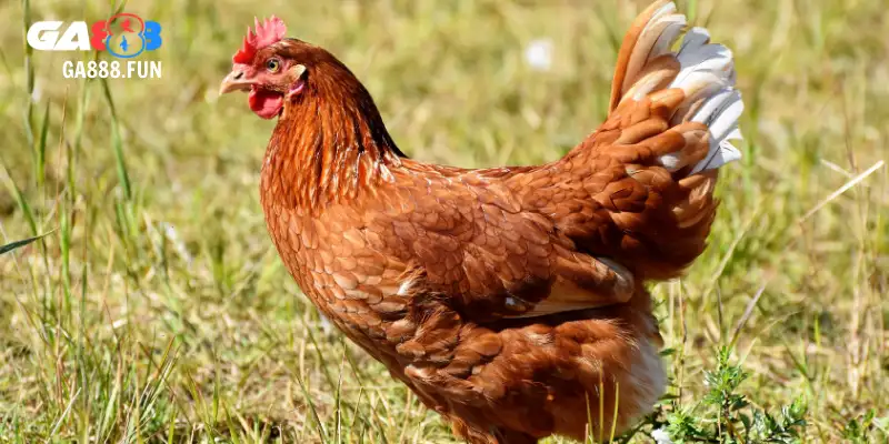 Hướng dẫn chi tiết cách chọn gà chọi mái