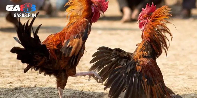 Lợi ích từ việc áp dụng kinh nghiệm đá gà hàng xáo
