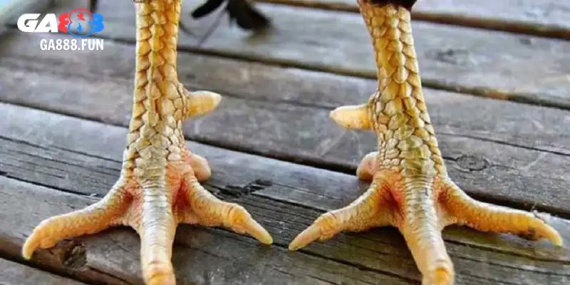 Mẹo thực chiến khi xem chân gà chọi