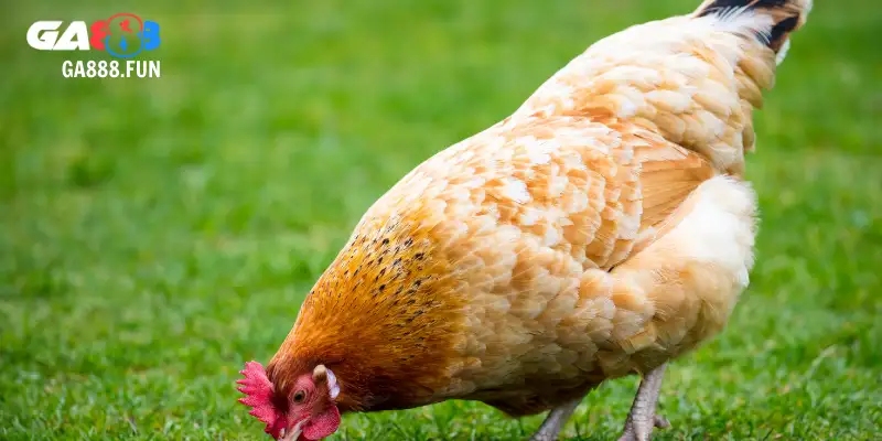 Tuổi tốt theo cách chọn gà chọi mái