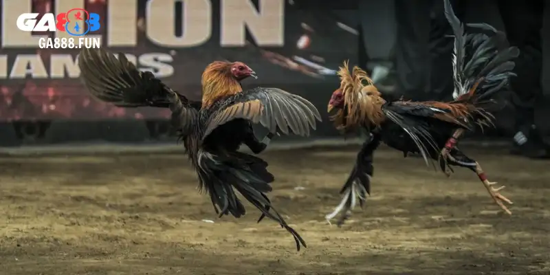 Cách tham gia dễ dàng trên mọi nền tảng