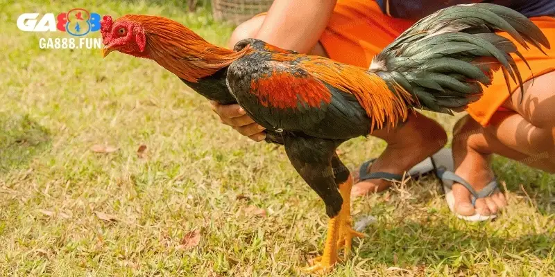 Chiến thuật từ cao thủ trong đá gà CPC2