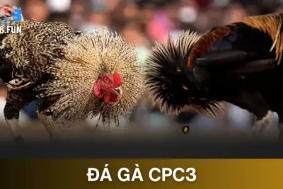 Đá Gà CPC3 Trực Tiếp Tại GA888 Mới Nhất 2025