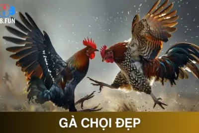 Gà Chọi Đẹp GA888 – Khám Phá Tinh Hoa Chiến Kê Đỉnh Cao