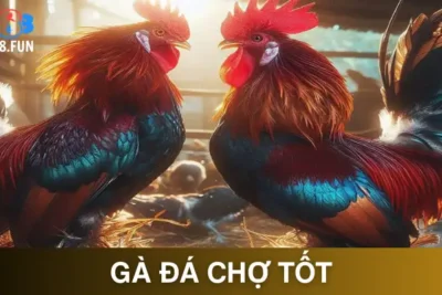 Gà Đá Chợ Tốt – Khám Phá Thế Giới Chiến Kê Đầy Hấp Dẫn