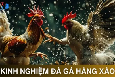 Kinh Nghiệm Đá Gà Hàng Xáo – Bí Quyết Thắng Lớn Đỉnh Cao