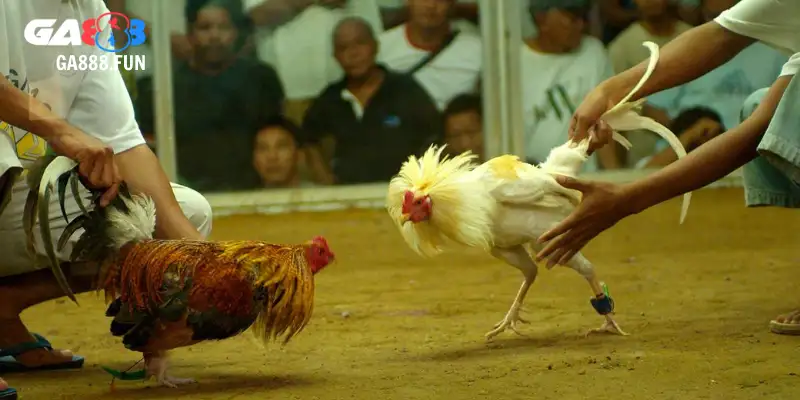 Những điều cần biết về đá gà CPC3