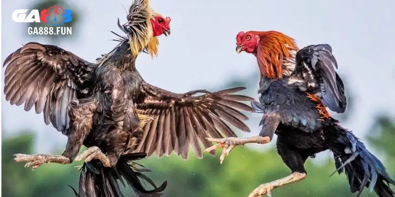 Theo dõi trận đấu đá gà CPC2 hấp dẫn