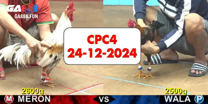 Tìm hiểu thông tin nổi bật đá gà CPC4