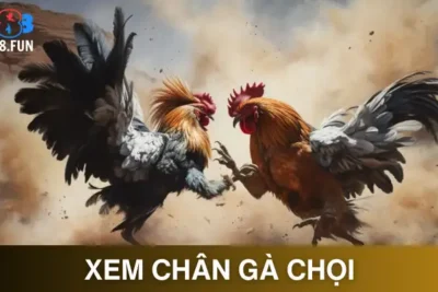 Xem Chân Gà Chọi Tại GA888 – Khám Phá Sức Mạnh Chiến Kê
