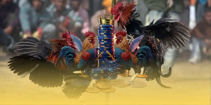 Cập nhật ưu đãi hấp dẫn cho tân thủ trên website