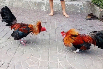 Hướng dẫn cách thả gà đá cựa sắt khôn ngoan nhất