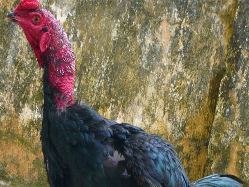 Cách làm cổ gà chọi to là yếu tố quan trọng