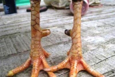 78 vảy gà tốt nên chọi – Cách chọn chiến kê đẳng cấp