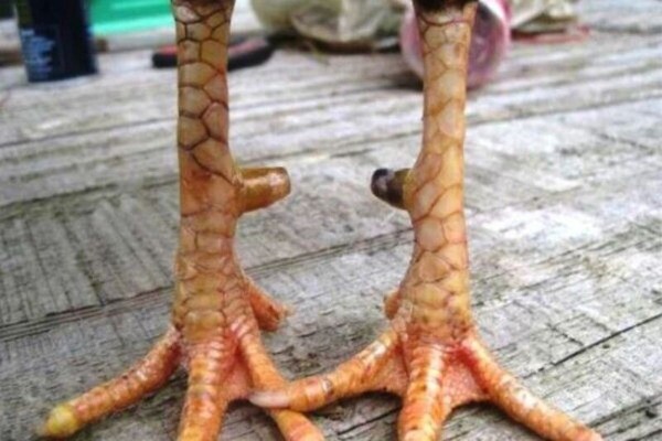 Nắm rõ danh sách 78 vảy gà tốt nên chọi