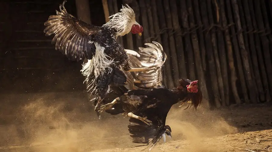 Có chế độ dinh dưỡng hợp lý khi chăm sóc gà đá thở nhiều