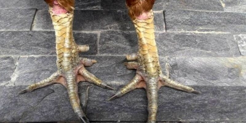 Bộ 78 vảy gà tốt được hình thành từ kinh nghiệm