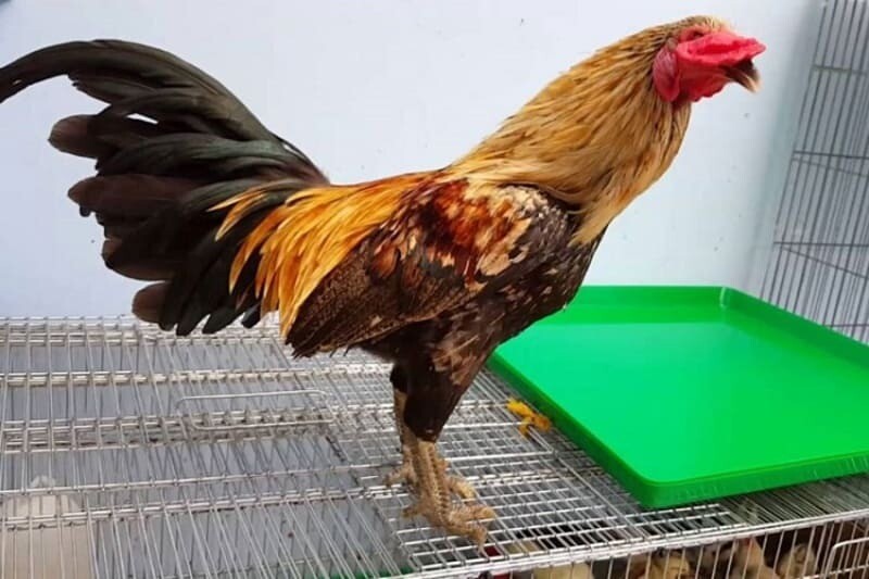 Nhận biết 78 vảy gà tốt nên chọi chính xác