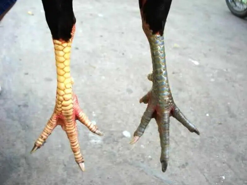 Xem vảy là kỹ năng cần sự tỉ mỉ