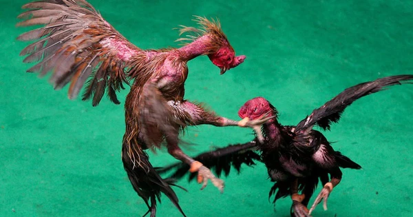 Giải đáp các câu hỏi thường gặp về gà chọi Thái Lan