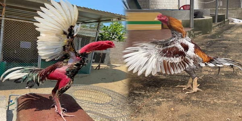 Tại sao gà Bạch Đầu được nhiều sư kê ưu tiên lựa chọn?