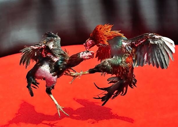 Cách chăm sóc và điều trị trong trường hợp gà đá thở nhiều