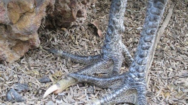 Giải đáp câu hỏi thắc mắc về gà Hắc Hổ Thới