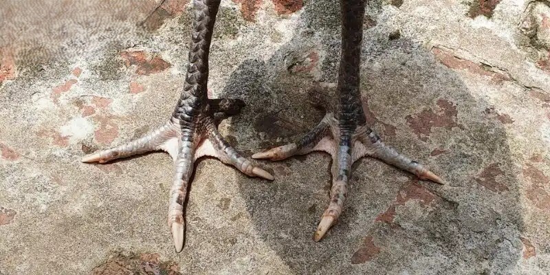 Cách chọn và chăm sóc cho gà Hắc Hổ Thới