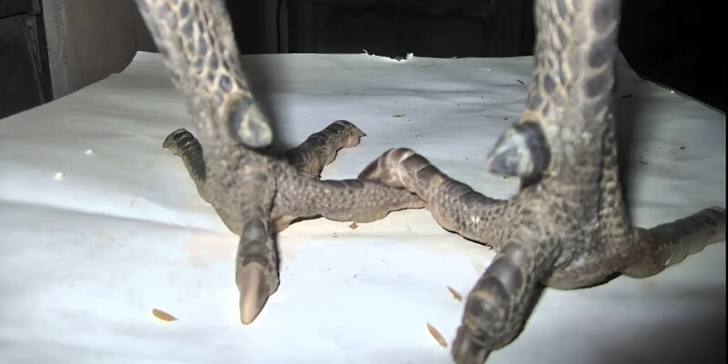 Các đặc điểm trong lối đá của gà Hắc Hổ Thới