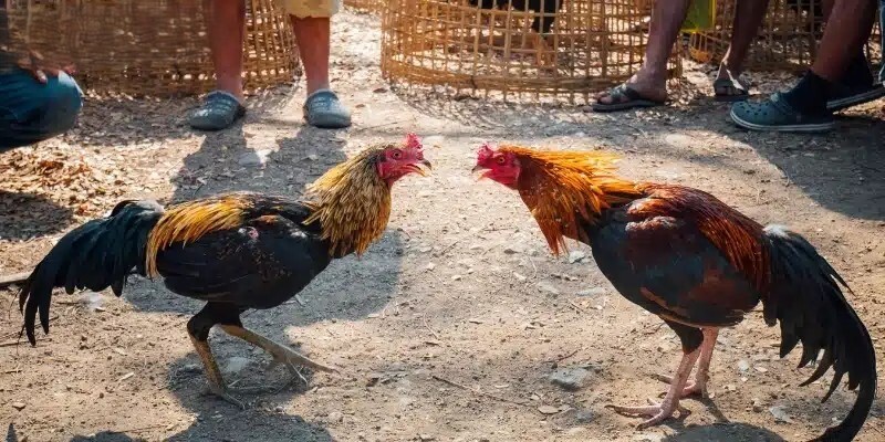 Đặc điểm về ngoại hình của gà Hắc Hổ Thới